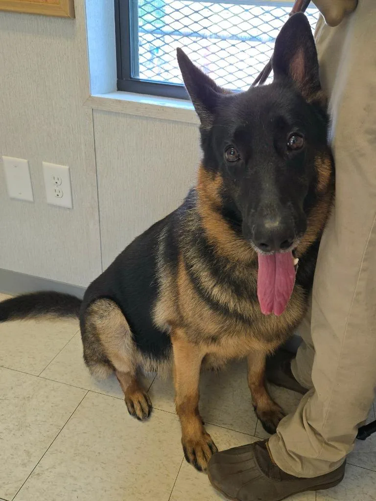A young extra large-sized male German Shepherd Dog dog named Bear for adoption in Trenton, NJ