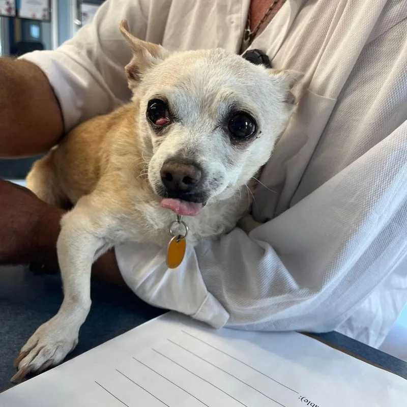 A senior small-sized female Chihuahua dog named Chata for adoption in Kingman, AZ