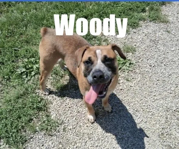 Woody