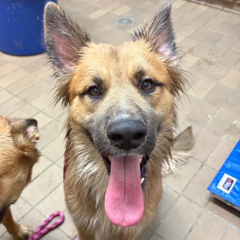 A young large-sized male Yellow / Tan / Blond / Fawn Shepherd dog named Jackson for adoption in Birmingham, AL