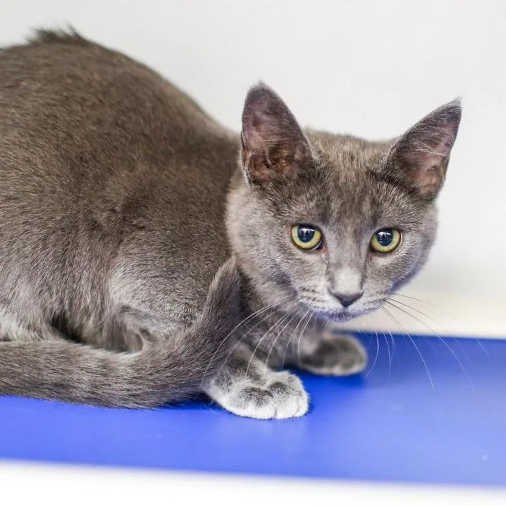 A baby small-sized female Gray / Blue / Silver Domestic Short Hair cat named Marigny for adoption in Dover, NH