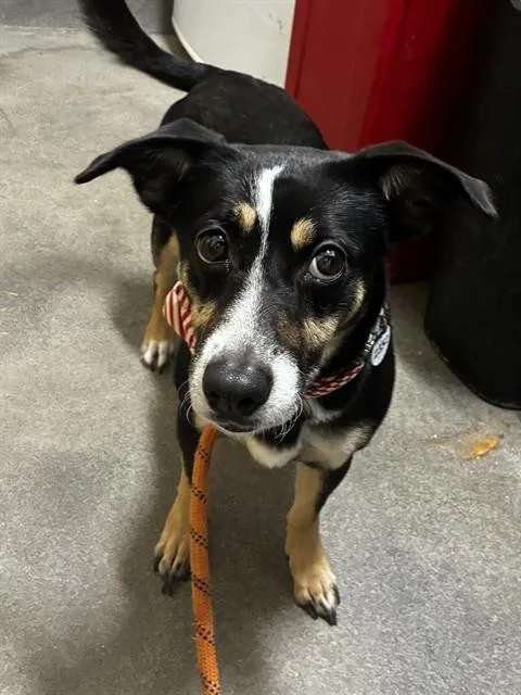 An adult small-sized female Rat Terrier dog named Ashley for adoption in Upper Marlboro, MD