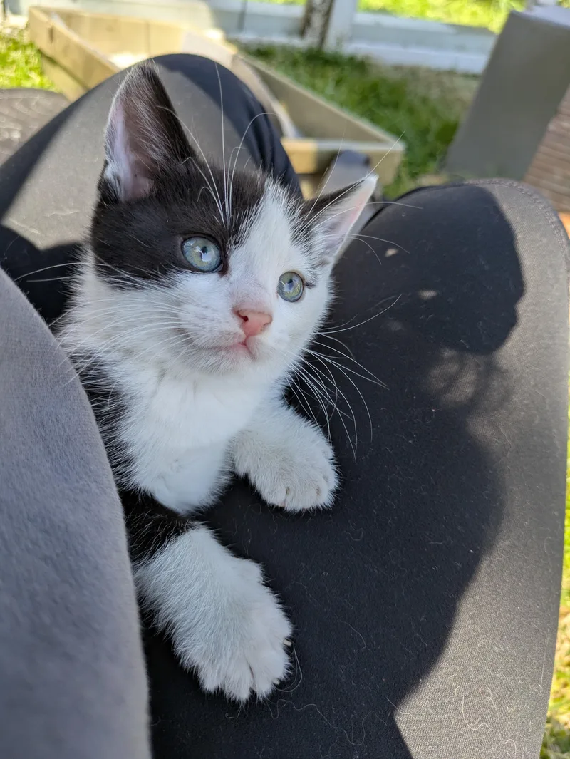 Sweet'n Low thumbnail 2