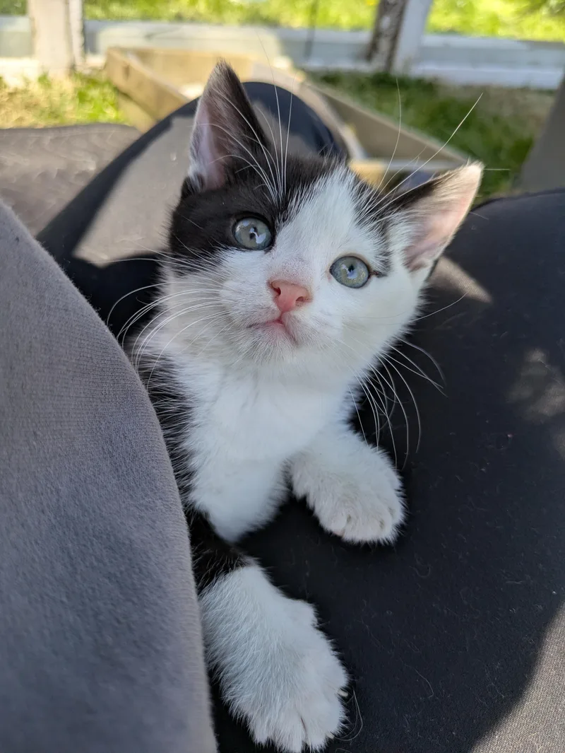 Sweet'n Low thumbnail 3