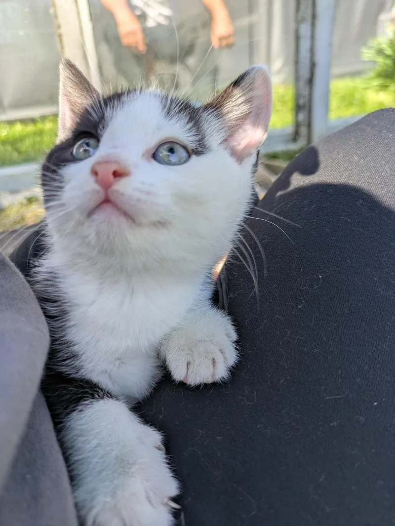 Sweet'n Low thumbnail 4