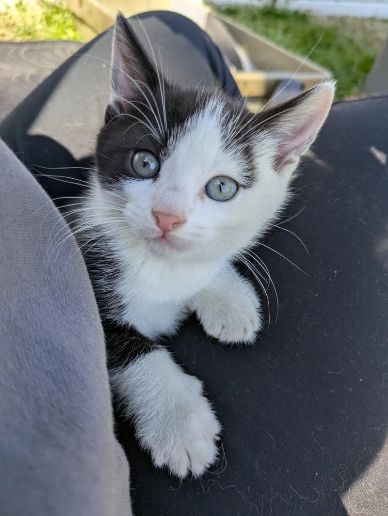 A baby medium-sized male Black & White / Tuxedo Domestic Short Hair cat named Sweet'n Low for adoption in Haddon Heights, NJ