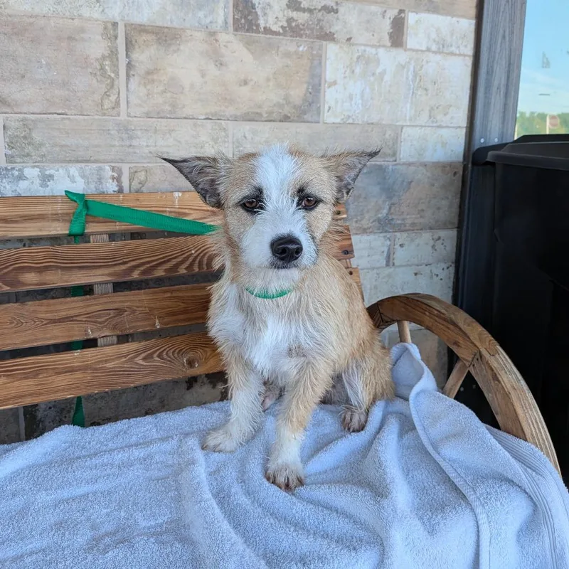 A young small-sized female Yellow / Tan / Blond / Fawn Terrier dog named Cecilia for adoption in Chico, CA