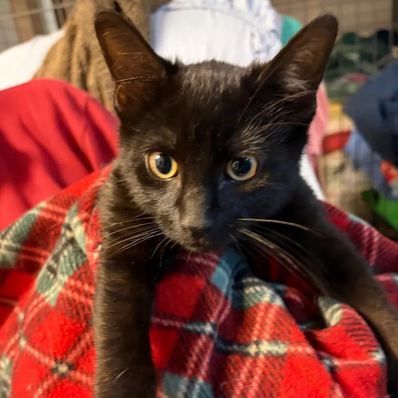 A baby small-sized male Black Domestic Short Hair cat named Cola for adoption in Waldorf, MD