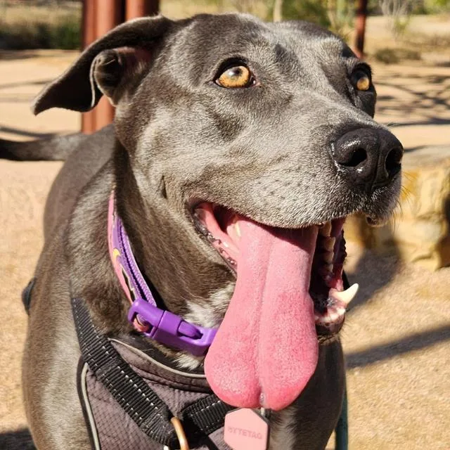 An adult medium-sized female Labrador Retriever dog named Penny for adoption in San Antonio, TX