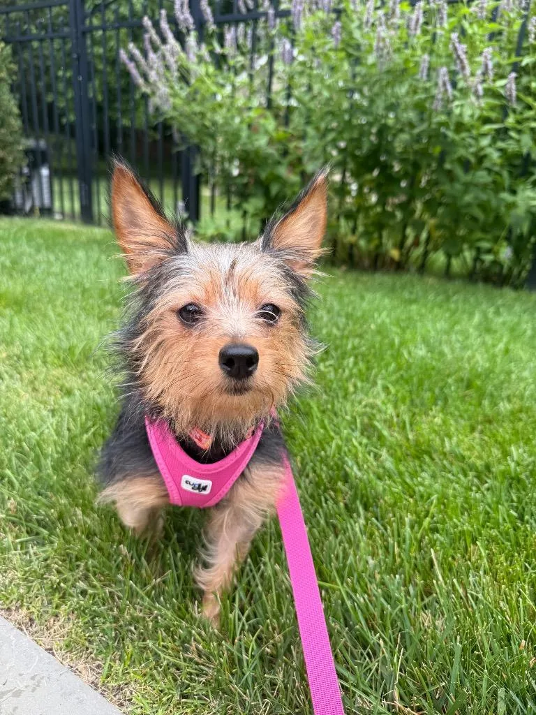 A young small-sized female Yorkshire Terrier dog named Quinn for adoption in Ewing, NJ
