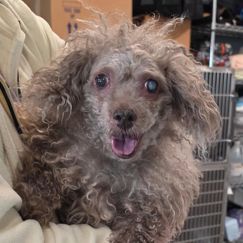 A senior small-sized female Gray / Blue / Silver Poodle (Toy) dog named Be`be` Bella for adoption in Muncie, IN