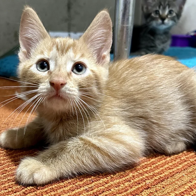 A baby medium-sized male Domestic Short Hair cat named Si for adoption in Warwick, RI