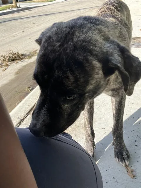 A young large-sized male Mixed Breed dog named Dojo for adoption in Dallas, TX
