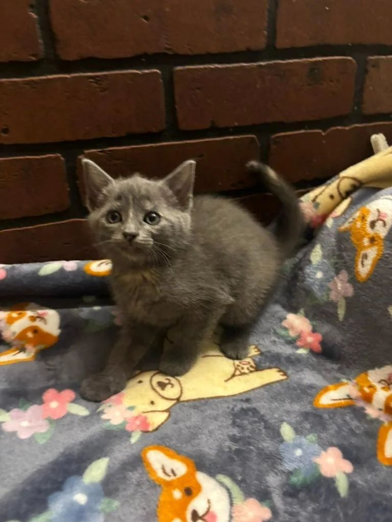 A baby small-sized female Domestic Short Hair cat named Cavatappi for adoption in Hillsboro, OH