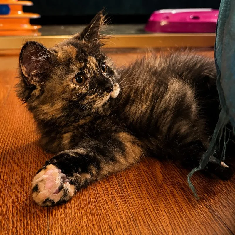 Olive