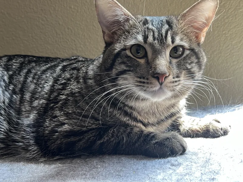 A young medium-sized male Tabby (Brown / Chocolate) Domestic Short Hair cat named Teddy for adoption in Huntington Beach, CA