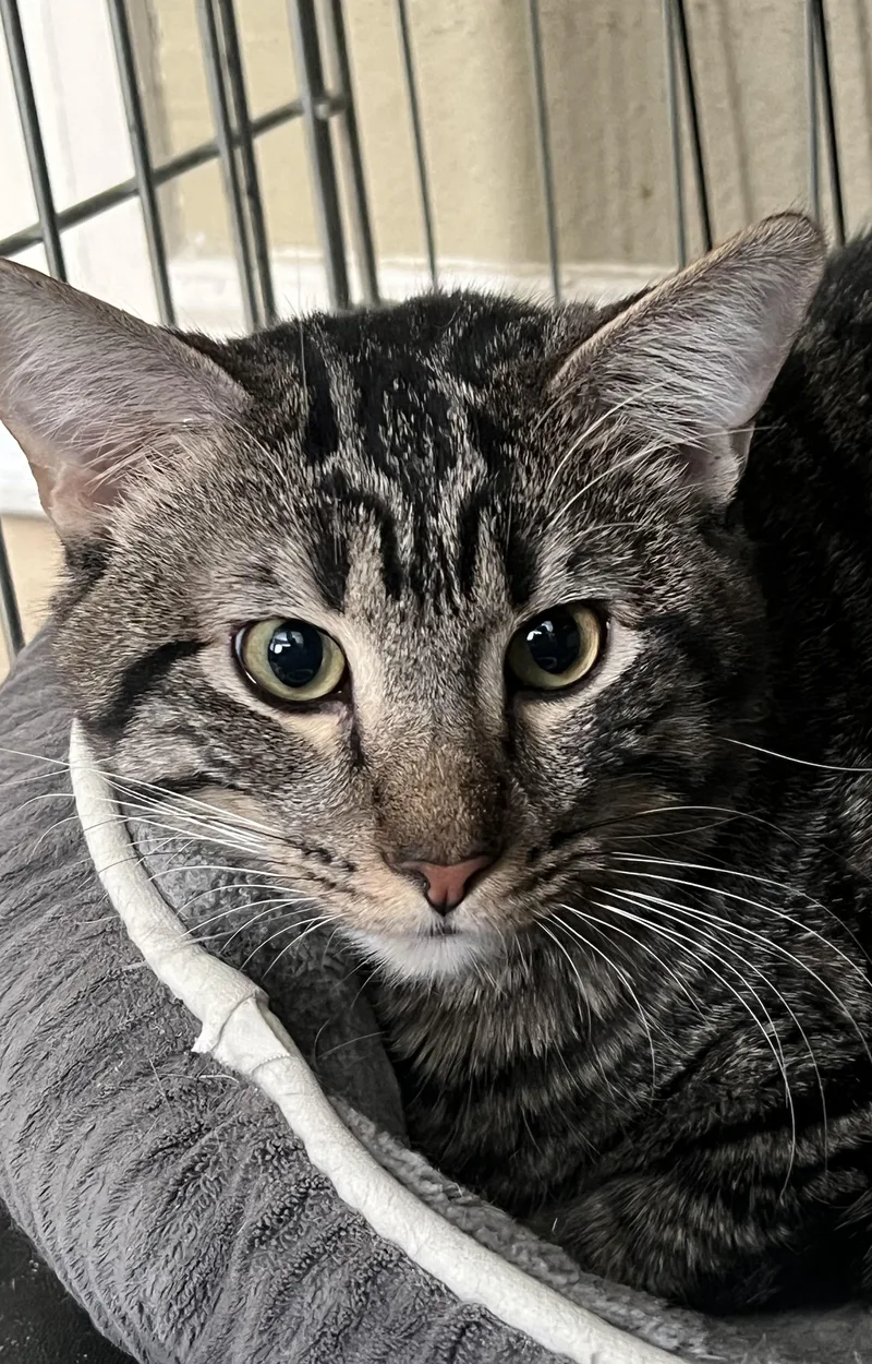 Teddy thumbnail 2