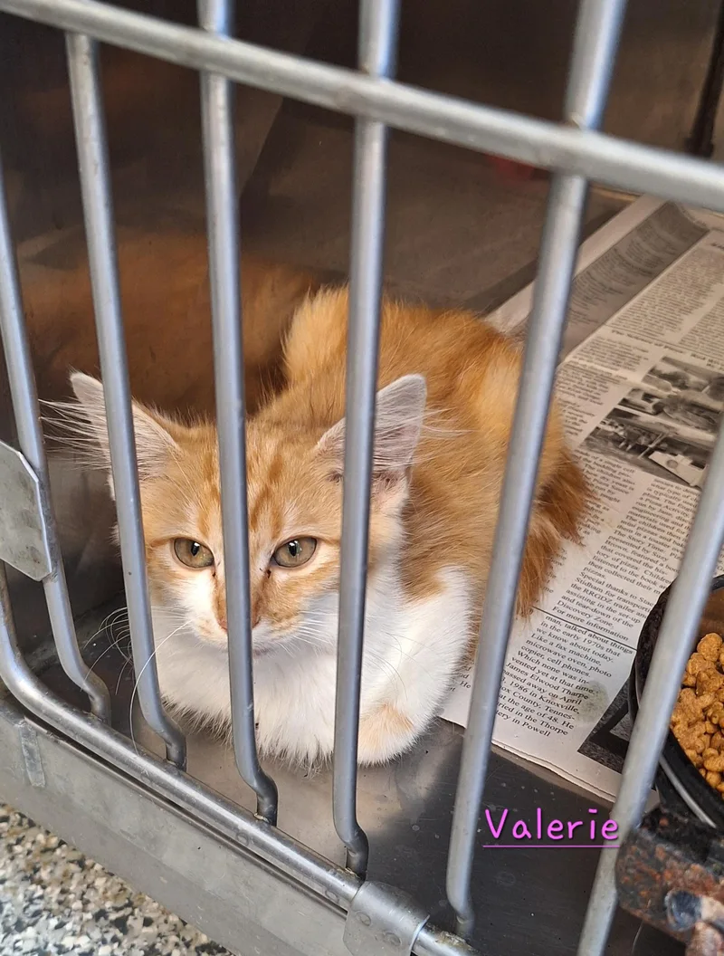 A baby medium-sized male Black & White / Tuxedo Tuxedo cat named Valerie  Vern & for adoption in Stanton, KY