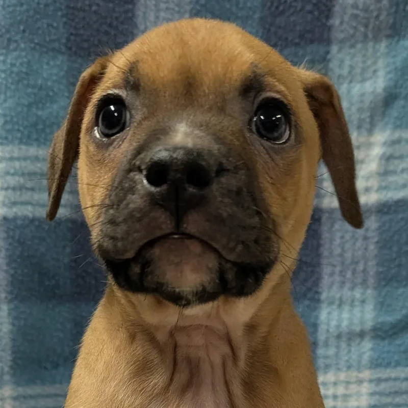 Spike