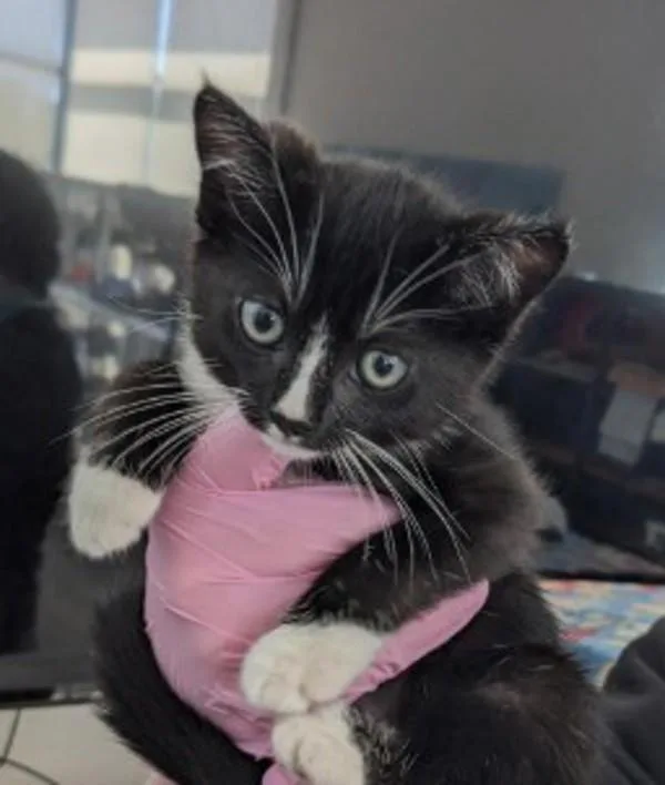 A baby small-sized female Domestic Short Hair cat named Roberta for adoption in El Cajon, CA