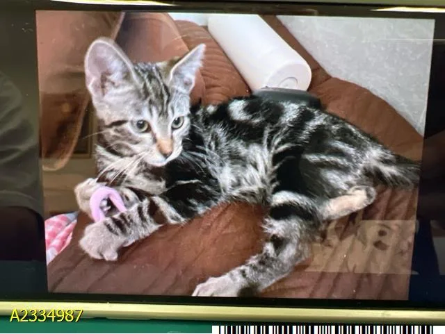 A baby small-sized male Domestic Short Hair cat named Zorro for adoption in West Palm Beach, FL
