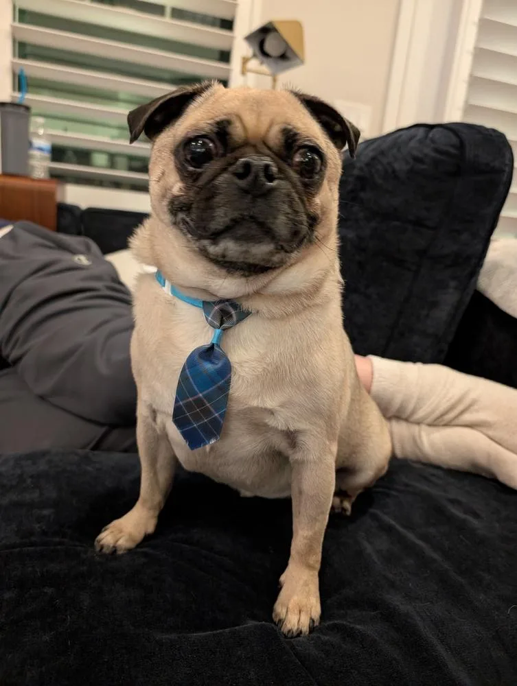 An adult medium-sized male Yellow / Tan / Blond / Fawn Pug dog named Link for adoption in Eagle, ID