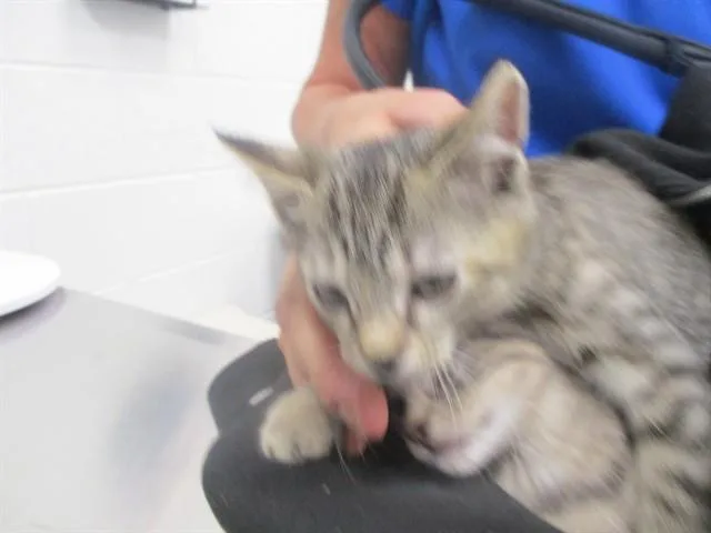 A baby small-sized male Domestic Short Hair cat named Milo for adoption in Ocala, FL
