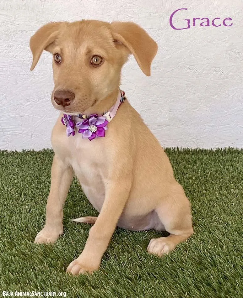 A baby medium-sized female Yellow / Tan / Blond / Fawn Labrador Retriever dog named Grace for adoption in San Diego, CA