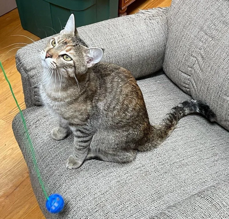 A young medium-sized female Domestic Short Hair cat named Mum for adoption in Lancaster, PA