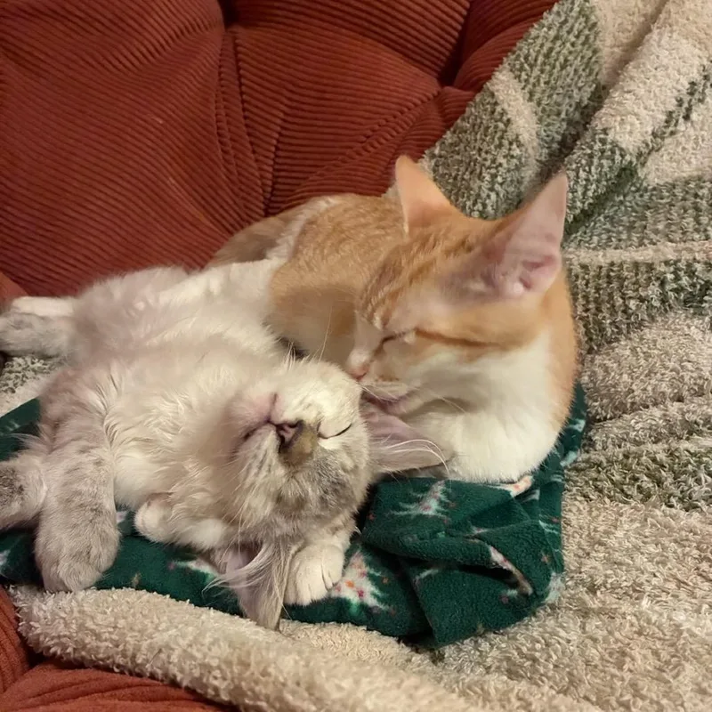 A baby medium-sized female Flame Point Domestic Medium Hair cat named Bodhi for adoption in Pacific Grove, CA