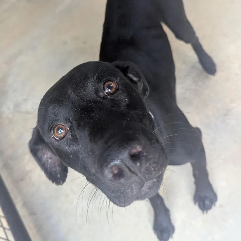 A young medium-sized female Black Labrador Retriever dog named Aurora for adoption in Birmingham, AL