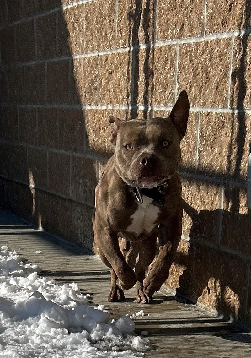 "bruno"