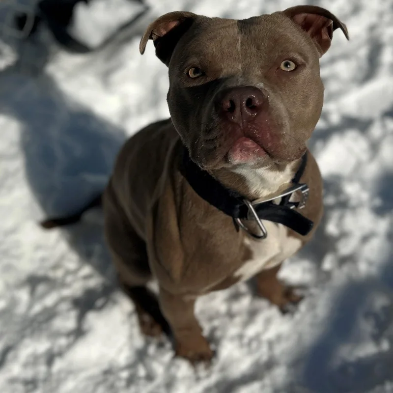 "bruno" thumbnail 2