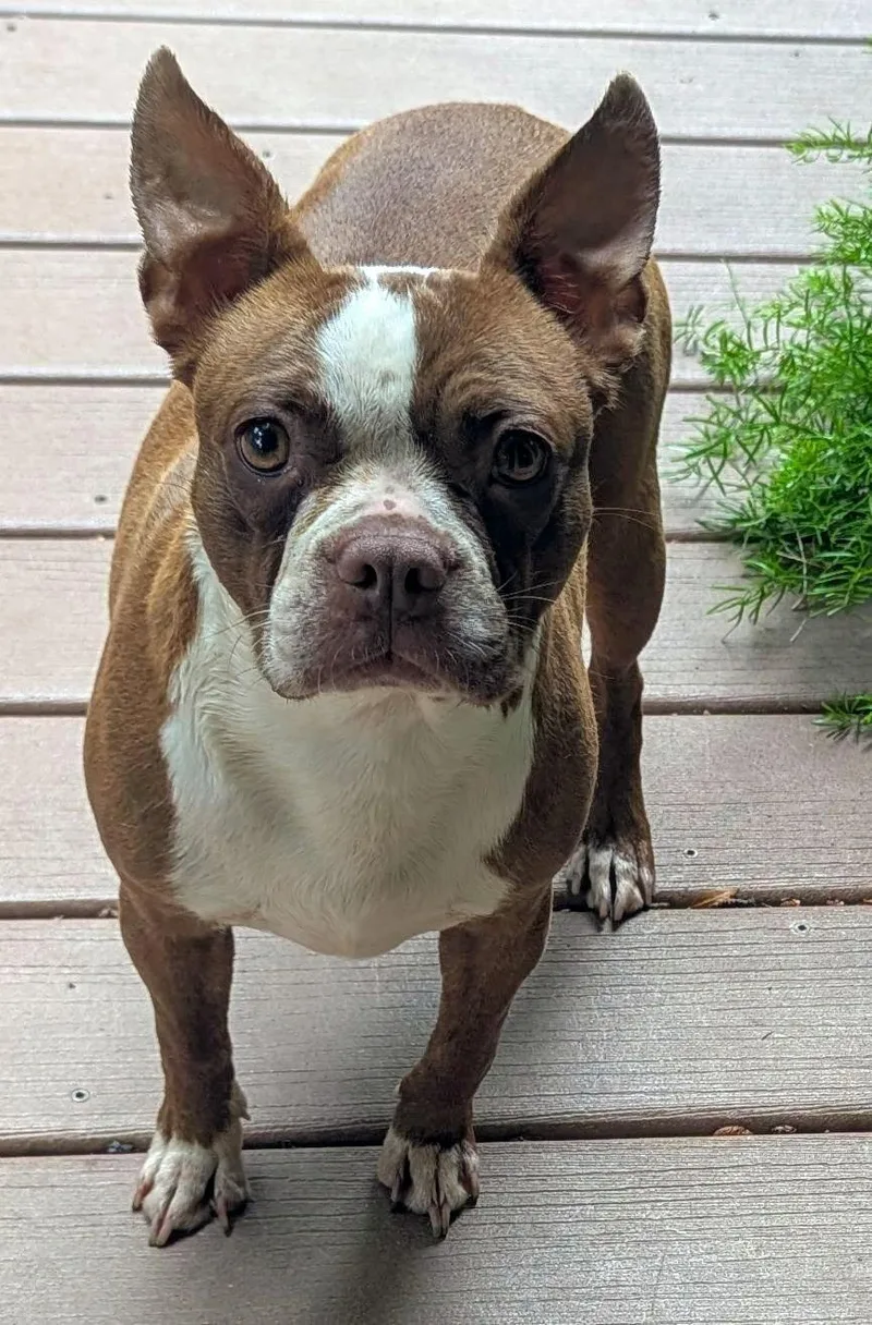 A young small-sized female Red / Chestnut / Orange Boston Terrier dog named Tari in NE for adoption in Elkhorn, NE
