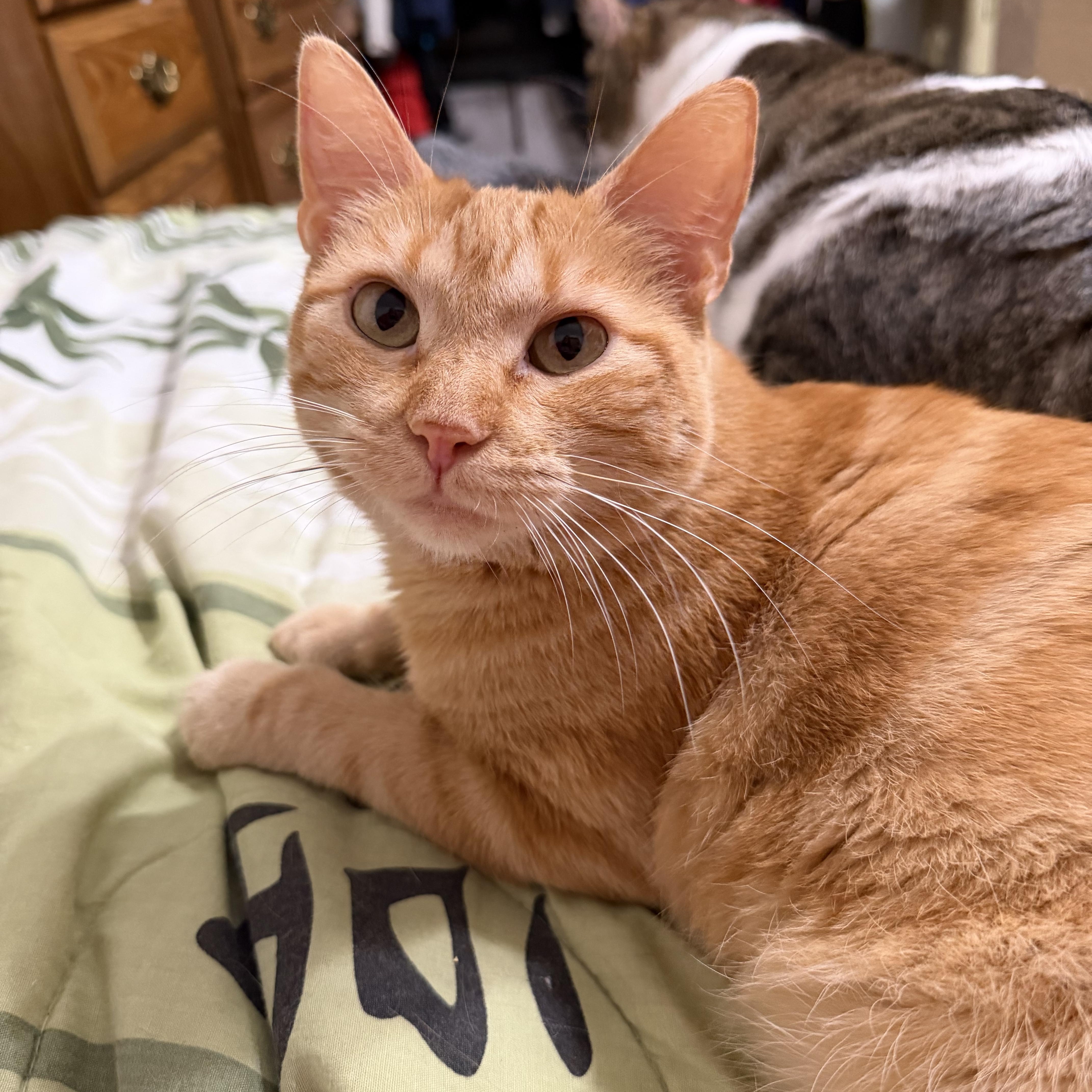 A young medium-sized female Orange / Red American Shorthair cat named Sassy for adoption in GALESVILLE, WI