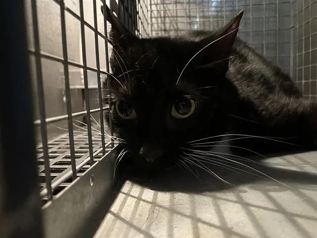 An adult medium-sized male Domestic Short Hair cat named Mongtwo for adoption in Dallas, TX