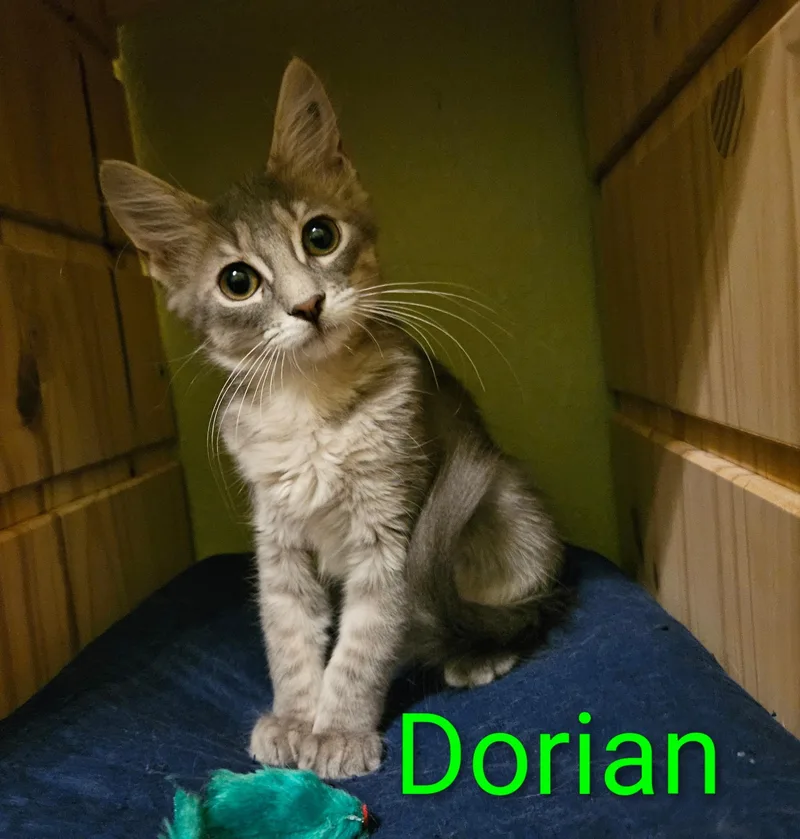 A baby small-sized female Tabby (Gray / Blue / Silver) Domestic Medium Hair cat named Dorian North Conroe for adoption in Spring, TX