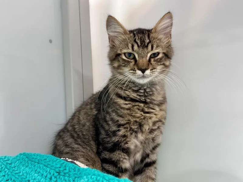 A baby medium-sized male Domestic Medium Hair cat named Lanai for adoption in Raleigh, NC