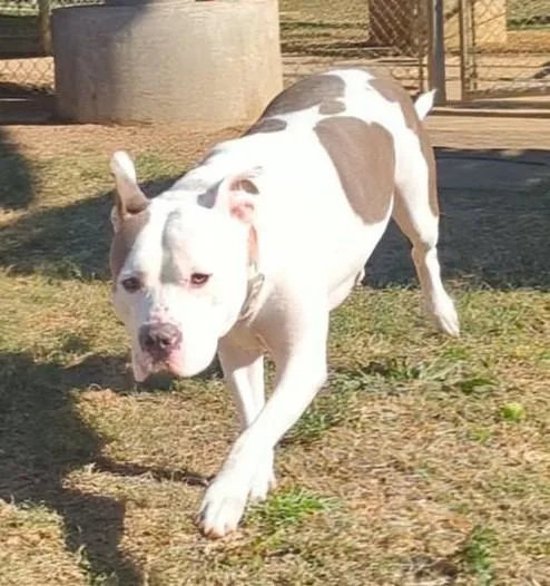 Duchess A thumbnail 2