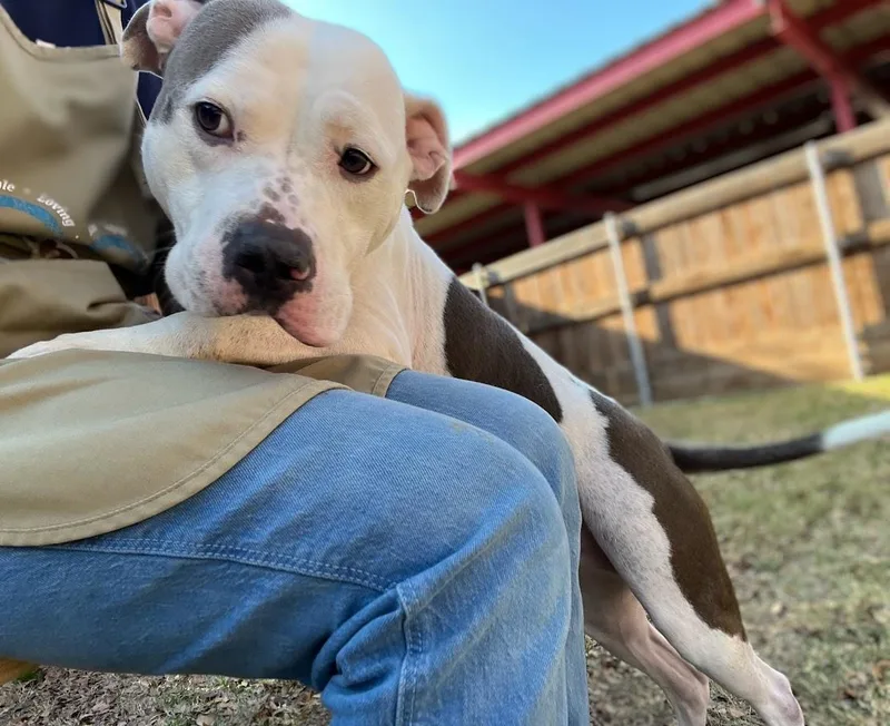 Duchess A thumbnail 3