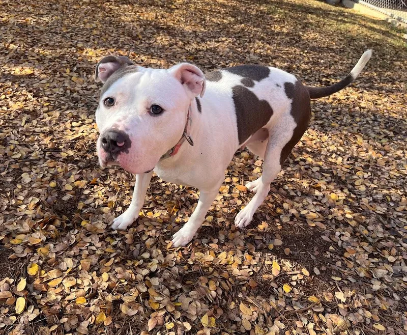 Duchess A thumbnail 4