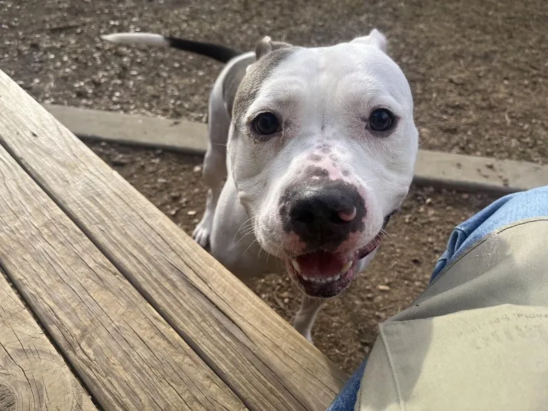 Duchess A thumbnail 5