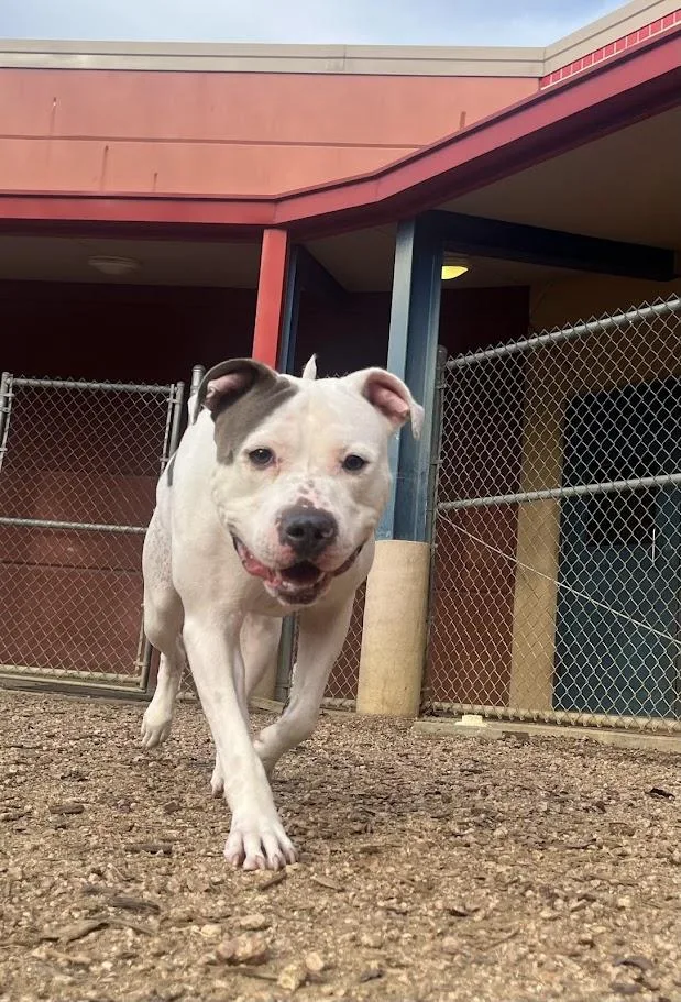 Duchess A thumbnail 6