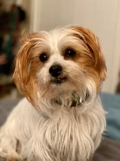 A senior small-sized male White / Cream Terrier dog named Tank for adoption in Harbor Springs, MI
