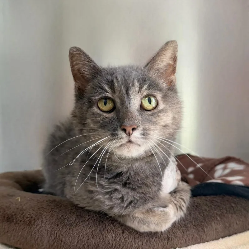 A senior small-sized female Domestic Short Hair cat named Maude for adoption in State College, PA