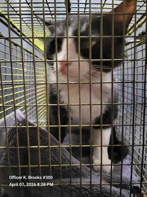 An adult large-sized male Domestic Short Hair cat named Figero for adoption in San Antonio, TX