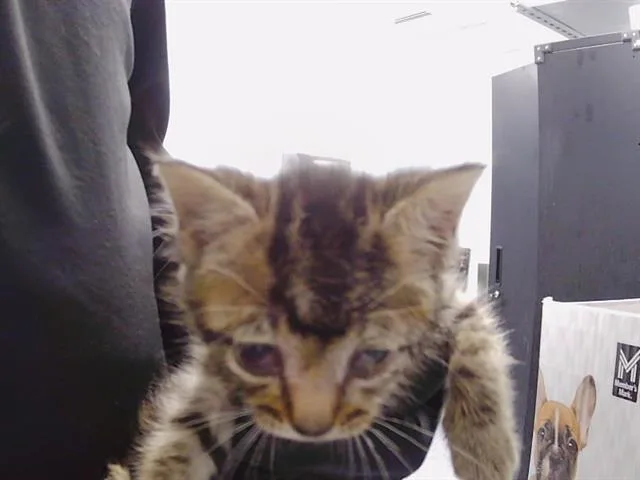 A baby small-sized male Domestic Short Hair cat named Benji for adoption in Charlotte, NC