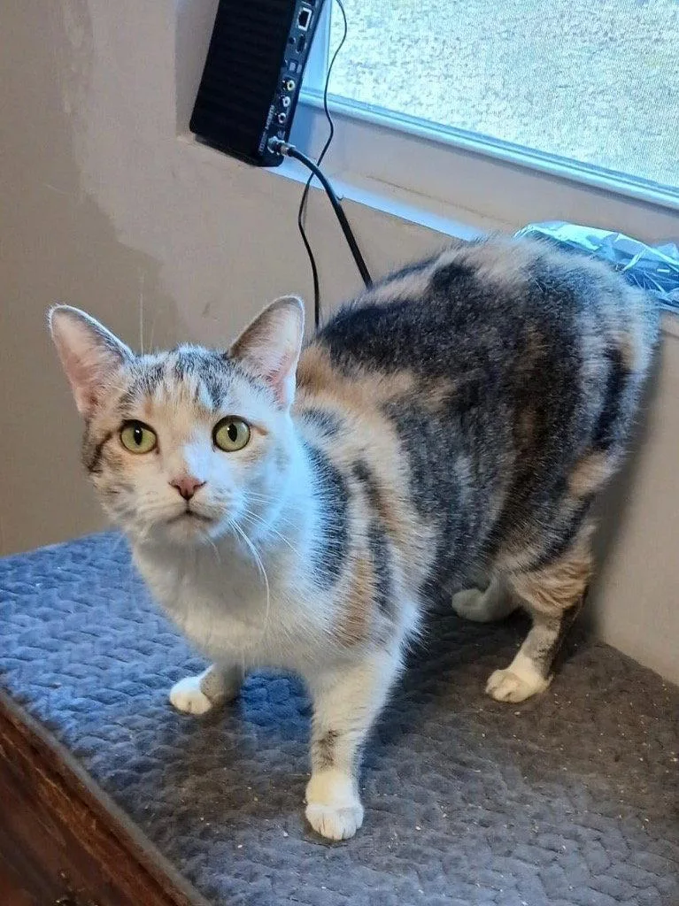 An adult medium-sized female Domestic Short Hair cat named Magnolia for adoption in Cromwell, KY