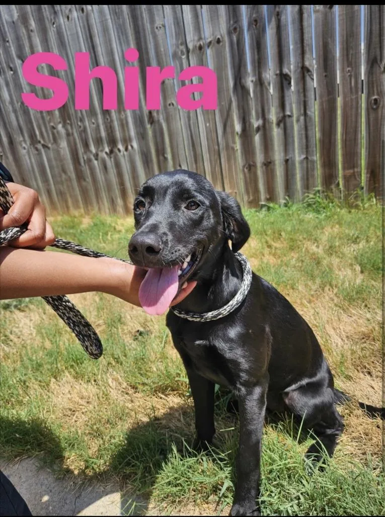 A baby medium-sized female Black Labrador Retriever dog named Sheera for adoption in Beverly Hills, CA