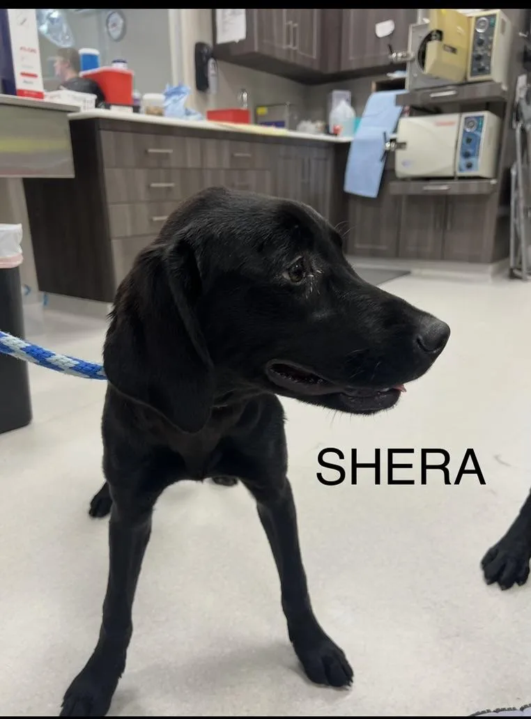 Sheera thumbnail 3